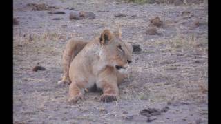 Amboseli National Park alle falde del Kilimangiaroparaponziponzipo [upl. by Bevers231]