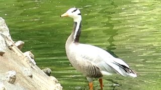 Bar headed Goose in Mysore Zoo [upl. by Ayotas472]