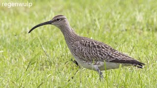 20230418 REGENWULP NUMENIUS PHAEOPUS [upl. by Edyaw]