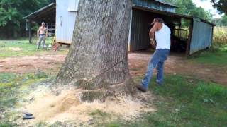 HIs Way Tree Service cutting down another big tree [upl. by Llennod]