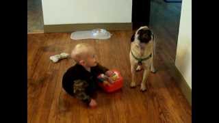 Pug howling to toddler playing piano [upl. by Fannie]