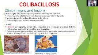 quotColibacillosis in Poultryquot by Dr Kaushal Kumar Department of Veterinary Pathology [upl. by Eednyl]