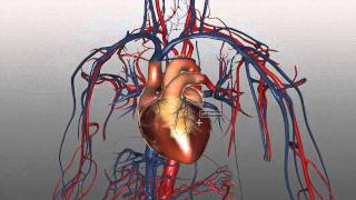 The Heart and Major Vessels  PART 1  Anatomy Tutorial [upl. by Roselyn]