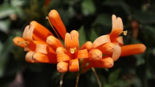 Pyrostegia venusta  Liana de Fuego  Bignonia de Invierno  Flor de San Juan  Trompetero Naranja [upl. by Ottillia]