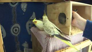 Cockatiel Exiting Nesting Box [upl. by Jorey465]