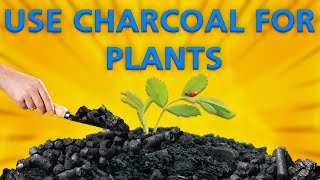 CHARCOAL hacks in GARDENING Surprising CHARCOAL benefits for plantHow to use CHARCOAL in GARDENING [upl. by Mcnamara998]