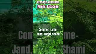 Shamii plant care and importance Prosopis cineraria fabaceae family  jand  khejri terracegarden [upl. by Lexerd]