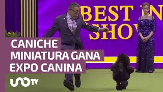 Caniche miniatura fue coronado el Mejor en exposición canina de NY [upl. by Roose90]