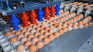 Amazing Egg Processing Machines  Egg Separating machines [upl. by Krucik]