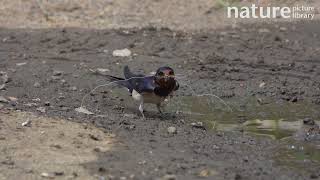 Barn swallow gathering mud and horse hair for nest building Guildford Surrey UK [upl. by Airam]