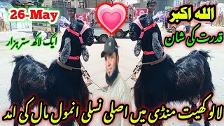 lalukhet Bakra mandi latest update 26May2024 Bakra Eid 2024 collection dont add bakre khasi [upl. by Dazhahs]