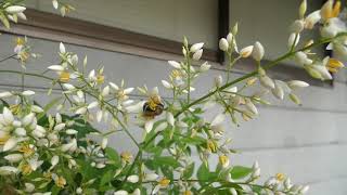 Mining Bee Pollinates Heavenly Bamboo Flowers [upl. by Robbi]