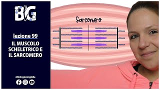 Il MUSCOLO SCHELETRICO e il SARCOMERO [upl. by Blayze632]