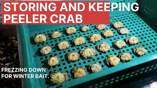 Storing peeler crab  sea fishing baits [upl. by Pulsifer]