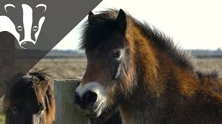 Essex Wildlife Trusts Exmoor Ponies [upl. by Notyrb]