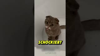 Katze wird Schwarz nachdem sie in Kamin klettert 😱 [upl. by Mclaughlin]