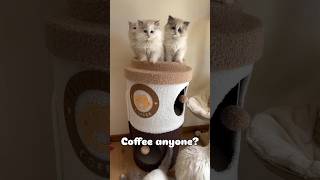 Cutest Ragdoll Kittens Ever 🐱 catshorts cutecat funnycats [upl. by Dis278]