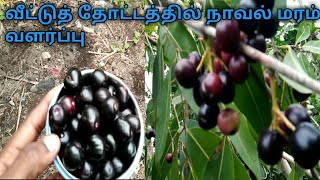 வீட்டுத்தோட்டத்தில் நாவல் மரம் வளர்ப்புjamun fruit [upl. by Paderna]