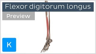 Functions of the flexor digitorum longus muscle preview  3D Human Anatomy  Kenhub [upl. by Oitaroh]