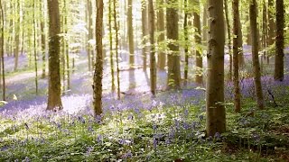 Hallerbos Belgium  Magical Bluebell Forest [upl. by Sices]