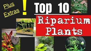 🎋🪴TOP 10 Riparium Plants extras 🪴🎋 [upl. by Fidellas217]