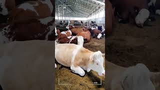 🔴 SIMMENTAL CATTLE ✅ Biggest Bulls And Cow [upl. by Caneghem294]