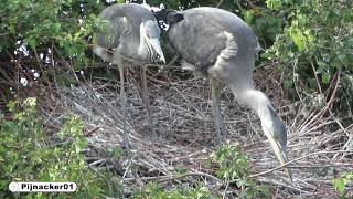 Fledgling First Flight  Great Blue Heron Chicks flying [upl. by Ramoh]