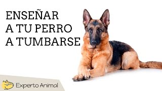 Enseñar a un perro a tumbarse  MUY FÁCIL [upl. by Sahpec190]