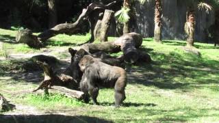 Gorilla fight Busch Gardens 2016 [upl. by Okia]