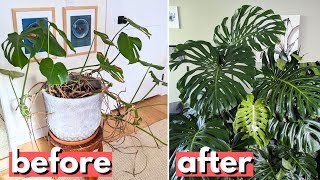 This is a better way to propagate your Monstera [upl. by Ebeohp439]