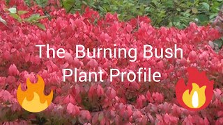 The Burning Bush  Plant Profile [upl. by Halsted]