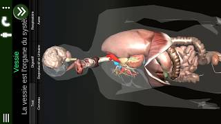 Organes Internes en 3D Anatomie quotFRquot [upl. by Gebhardt]