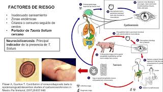 Taenia solium Teniasis Cisticercosis  Mentes Médicas [upl. by Mencher410]