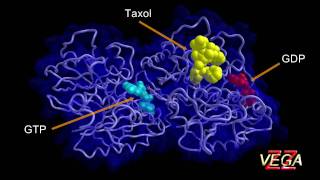 Tubulin 3D structure [upl. by Aillicec]