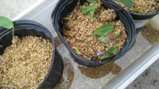 Propagating honeyberries haskap from cuttings [upl. by Carolynne426]