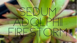 What is SEDUM ADOLPHII “FIRESTORM” [upl. by Arras687]