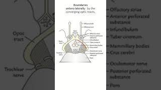 Interpeduncular fossa boundary and content [upl. by Akcira]