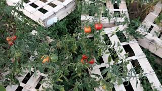 Tomates sous cagette [upl. by Mackintosh]