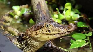 My caimans new enclosure [upl. by Norre575]