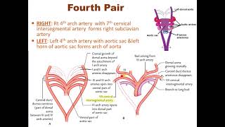 Development of Aortic arches [upl. by Dore]