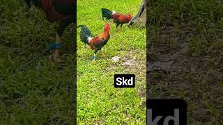 skd stagsshortvedio gamefowlbreeding gamefowllover [upl. by Nnasor]