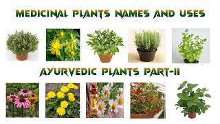 Medicinal Plants And Their Uses PartII  Ayurvedic Plants  Medicinal Plants to Keep in Your Home [upl. by Hassett]