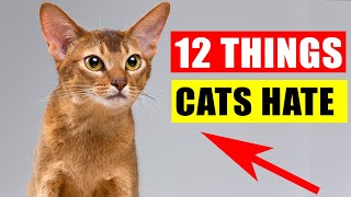 12 Things Cats Hate the Most [upl. by Dmitri794]