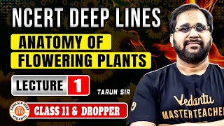 ANATOMY OF FLOWERING PLANTS CLASS 11  NCERT DEEP LINES  COMPLETE NCERT FOR NEET 2025 BY TARUN SIR [upl. by Hulbert]