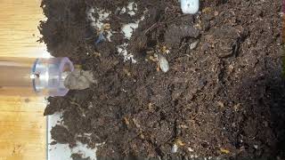 Lasius Flavus Nest Entrance 🐜 [upl. by Bobinette958]