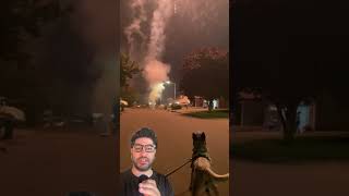 This dog loves fireworks shorts fireworks dogs [upl. by Yuht]