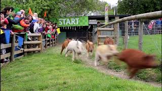 Bocketts Farm  Pig Race and Baby Lambs [upl. by Ghassan]