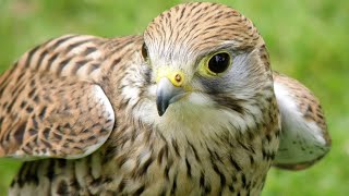 Peregrine Falcon Sounds  Peregrine Falcon Sound Effects  Peregrine Falcon Call  Falcon Noises [upl. by Ahsirpac]