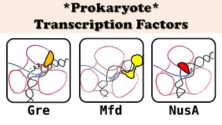 Transcription in Eukaryotes  Biology Lecture 10 [upl. by Rozella549]