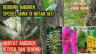 Berburu anggrek di hutan jati ternyata di sini habitatnya anggrek vanda retusa dan dendrobium [upl. by Philana]